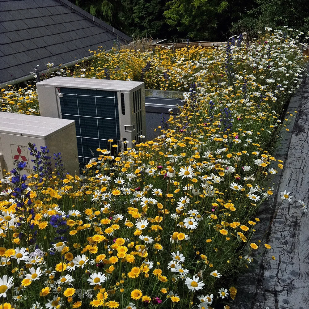 wildflower turf Buy online — Lindum