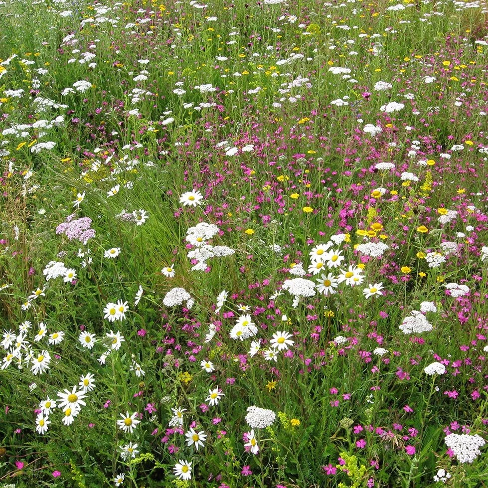 Queen Elizabeth Olympic Park