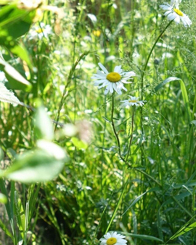 The sun is shining and Lindum Wildflower turf is blooming! 
We love this picture from @selinalake who managed to take a piece of @jothompsongarden Hampton Court, BBC Springwatch Garden home with her! It&rsquo;s great to see Show garden materials givi