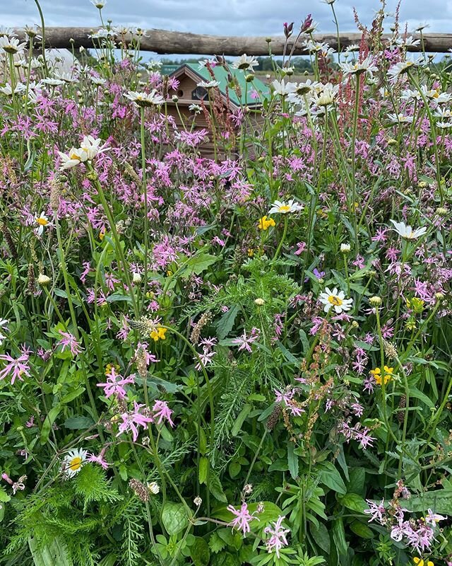 What a difference a couple of weeks make! 🌸 Our virtual garden has changed so much. 
You can see the oxeye daisies and birds foot trefoil are now starting to flower and are taking the red campion and ragged robins place as they phase out! 
#wildflow