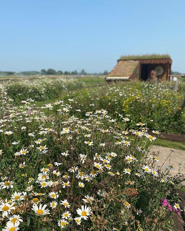 We love that our Wildflower May product is constantly changing throughout the year. 
The Oxeye Daisies are really prominent now and it&rsquo;s changed the whole look of the garden. 🌱🌼💚
.
.
#wildflowerturf #wildflowermat #wildflowers #wildflowergar