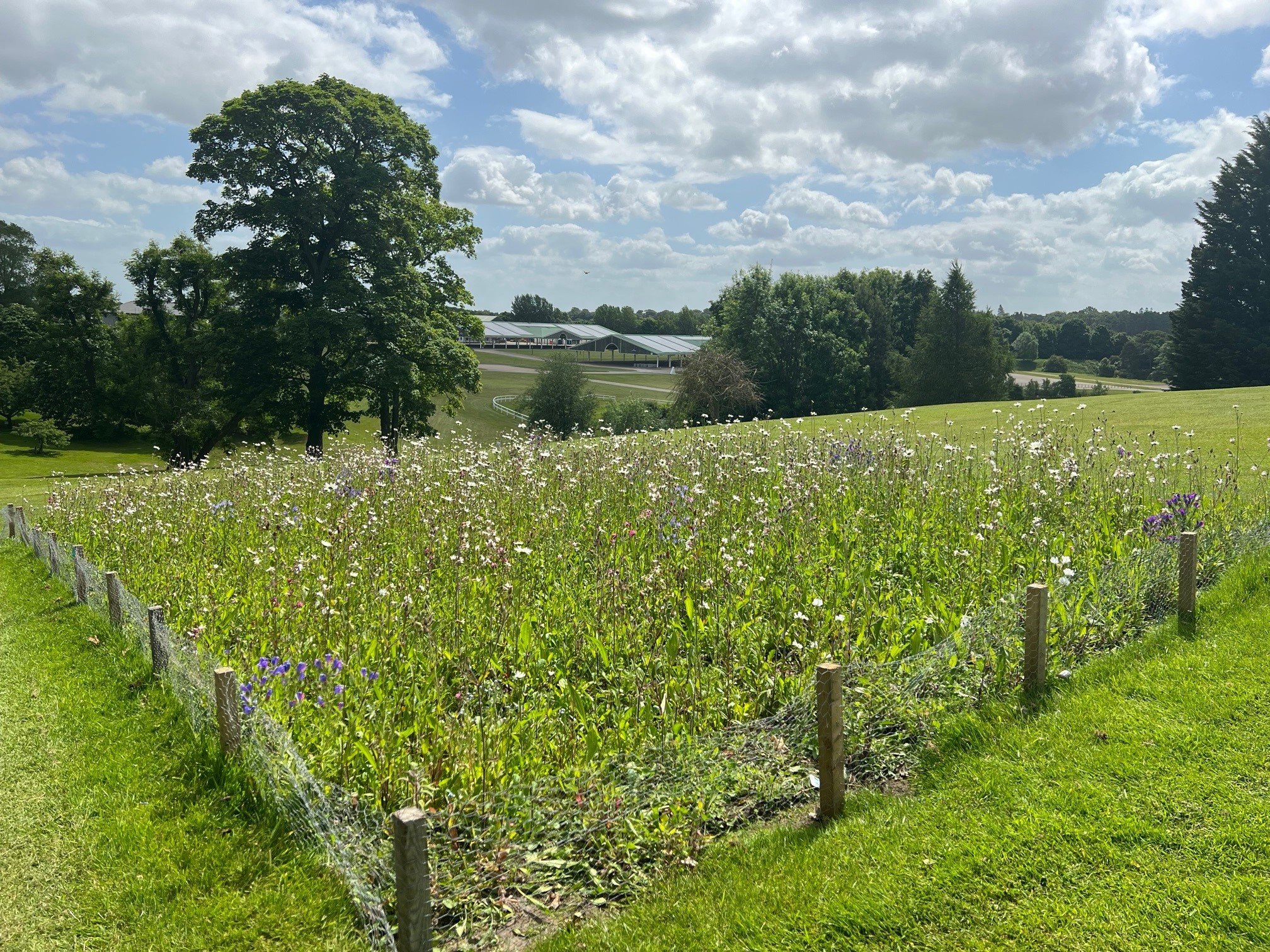 Yorkshire Show Wildflower.jpg