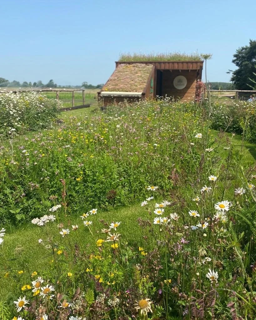 When to Lay Wildflower Turf – A Seasonal Guide
