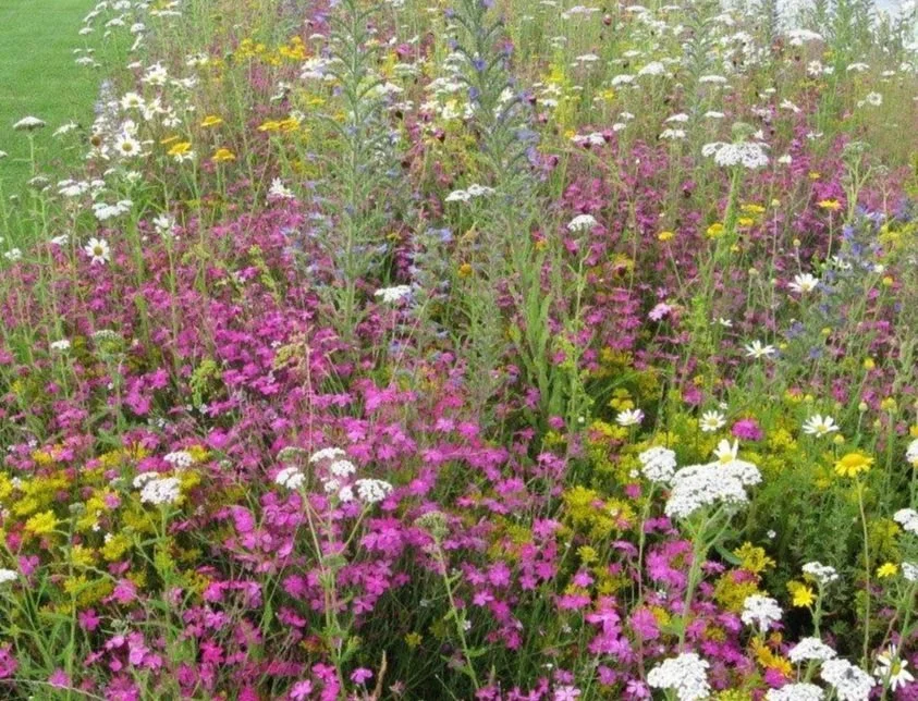 Creating A Wildflower Meadow In Your Garden