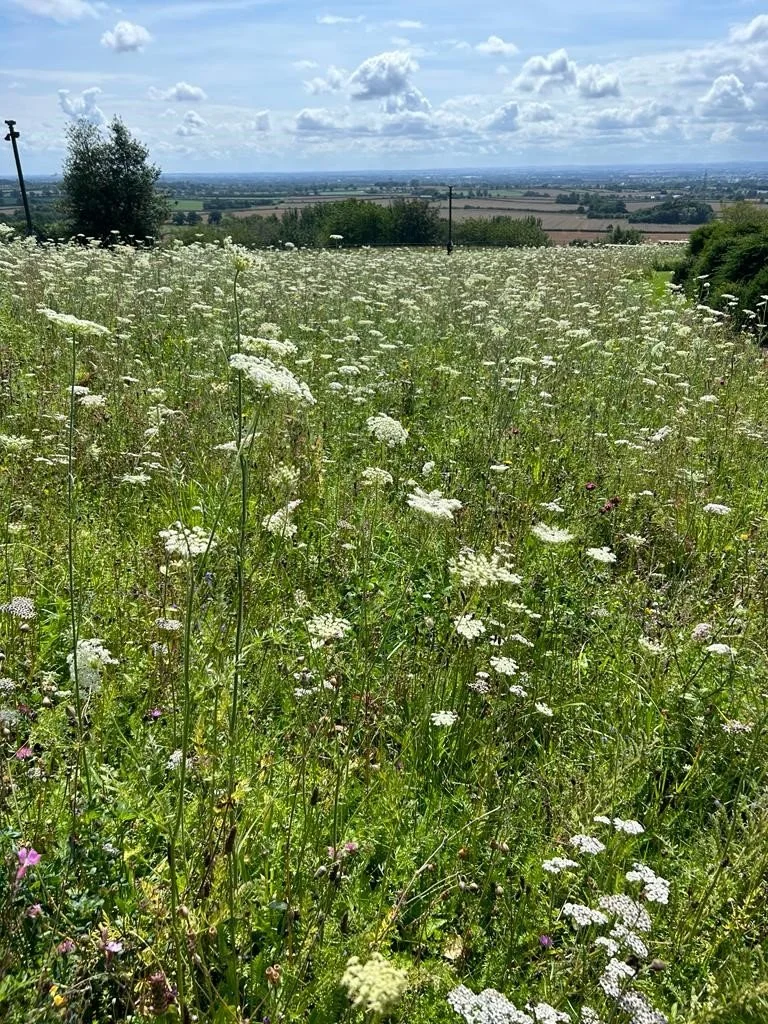 Creating a Wildflower Area in Your Garden – Which is Best, Seeds or Turf? 