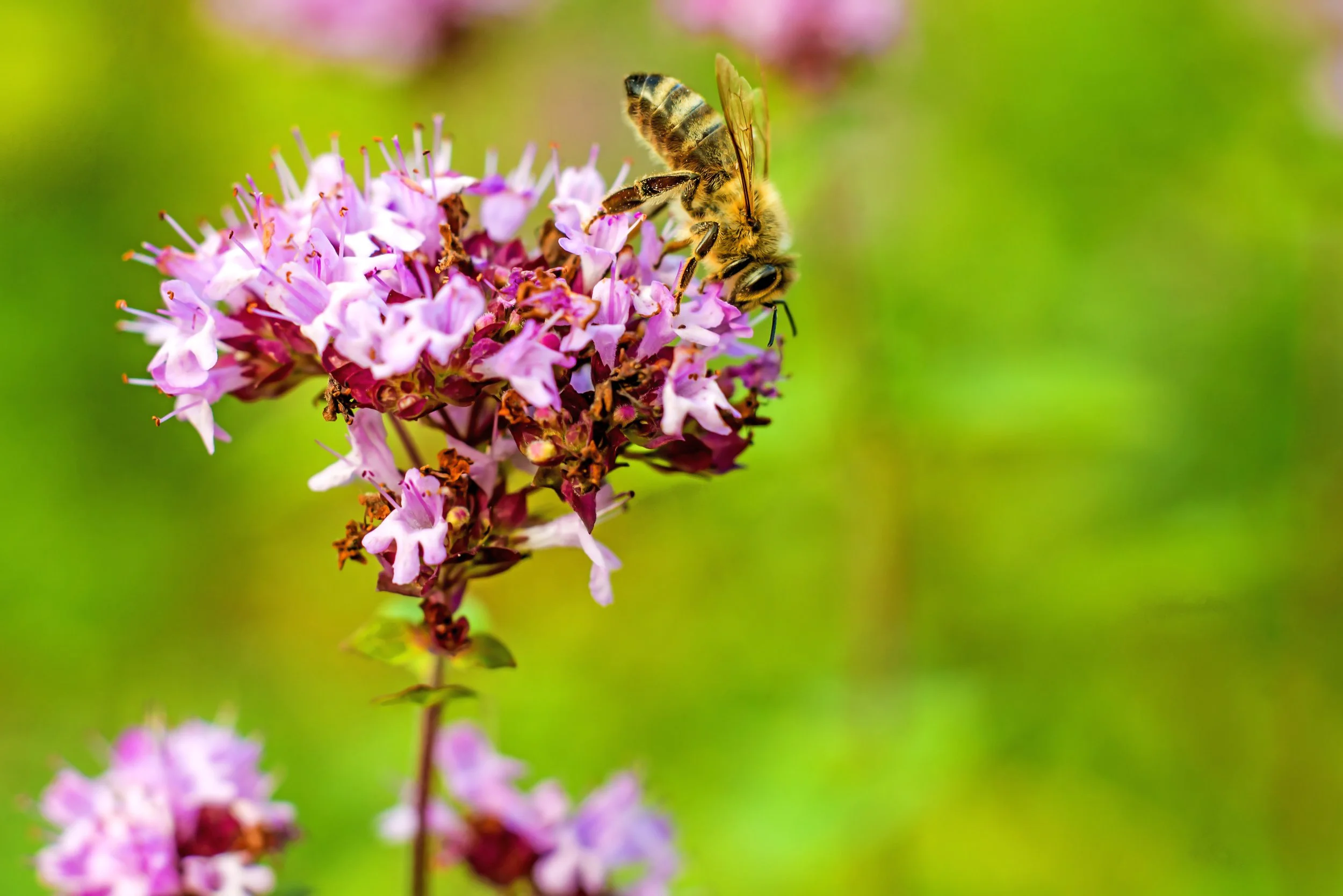 How to attract birds, bees, butterflies, and other pollinators to your garden