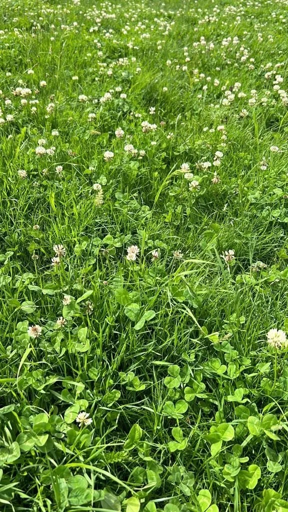 No Mow May? Or mix up the monocrop lawn?