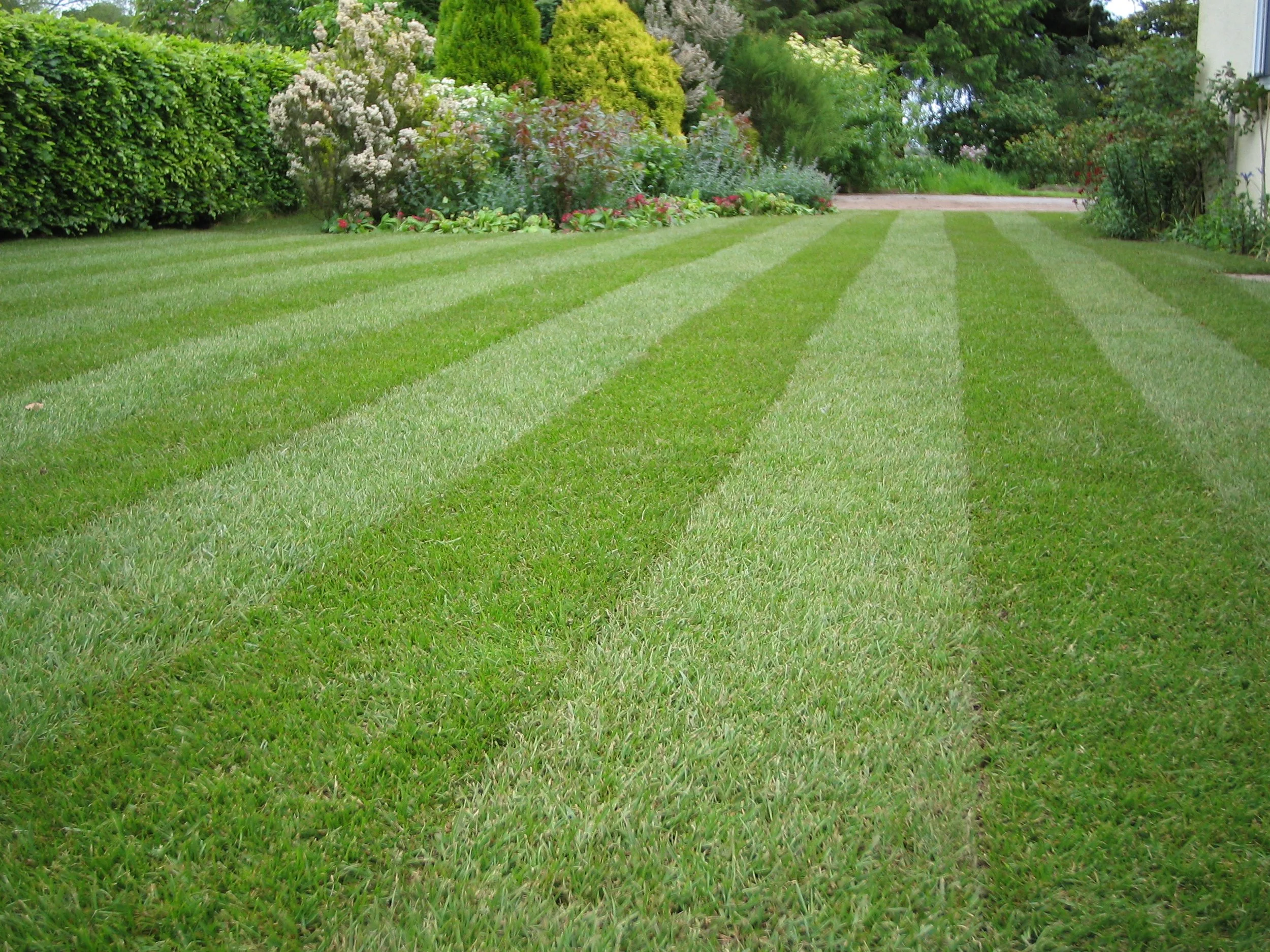 How long does turf take to root? 