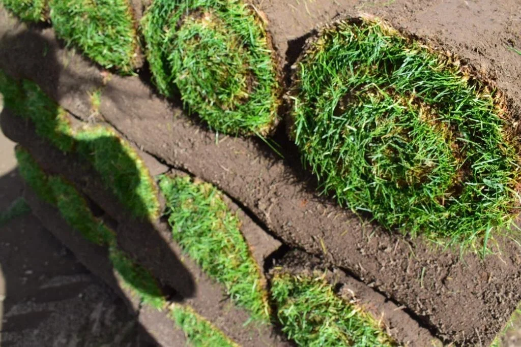 How to keep turf rolls alive