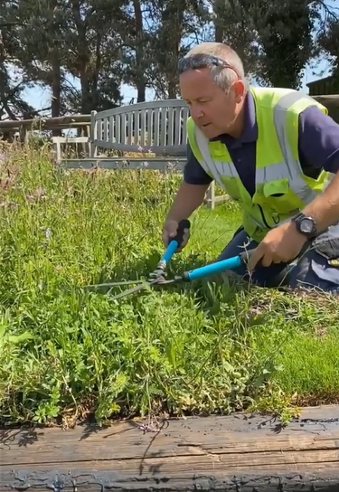 Autumn Care Tips for wildflower turf: How to Keep Your Meadow Thriving