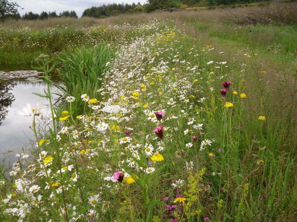 Wildflower Turf for Flood Prevention &amp; Erosion Control