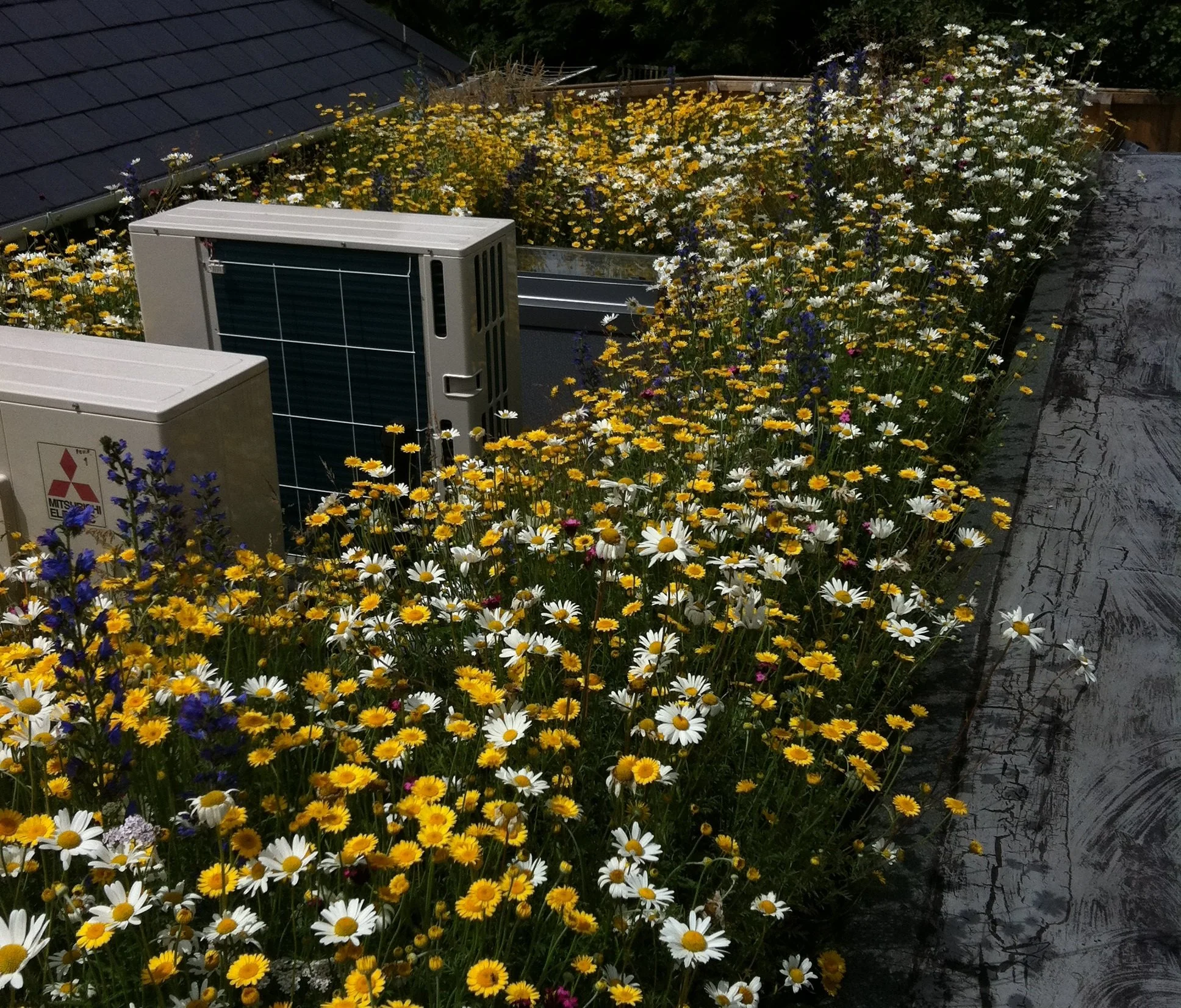 Cranbourne School.jpg