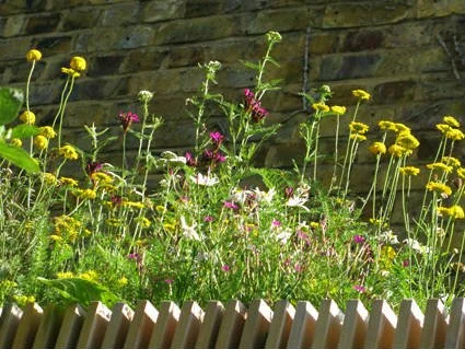 Wildflower & Perennial Green Roof Pics WEB BLOG 1.jpg