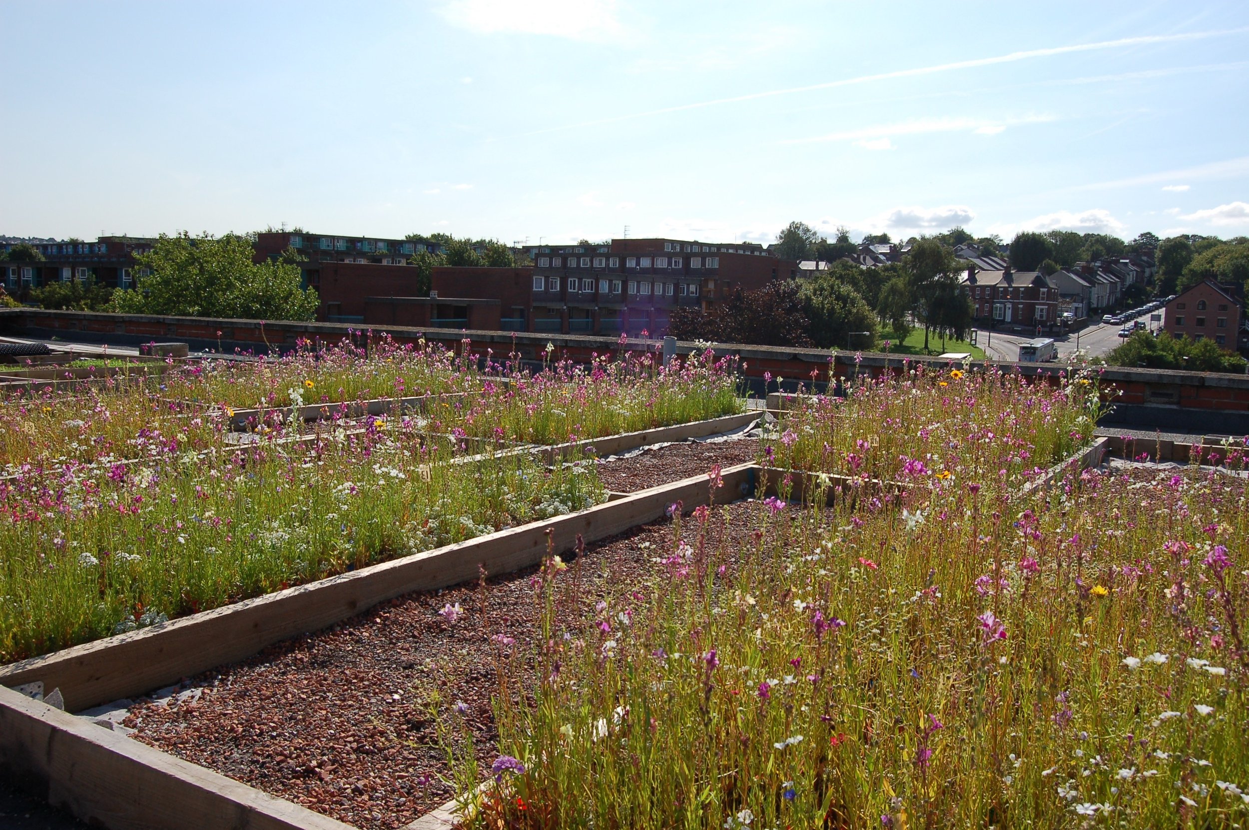 SU Green Roof Trials.jpeg