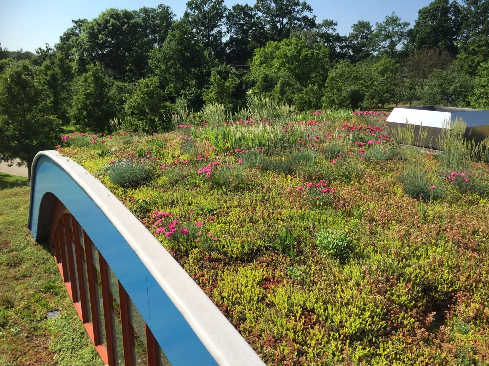 Green roof (12).jpg