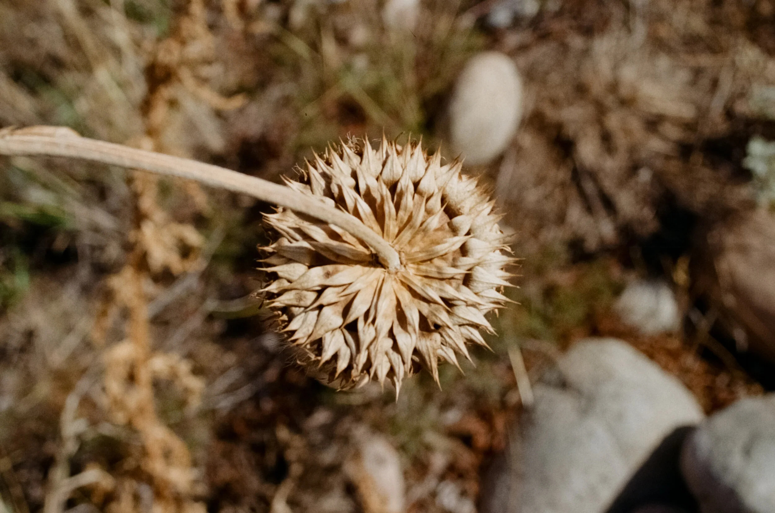 Uco Valley, Argentina