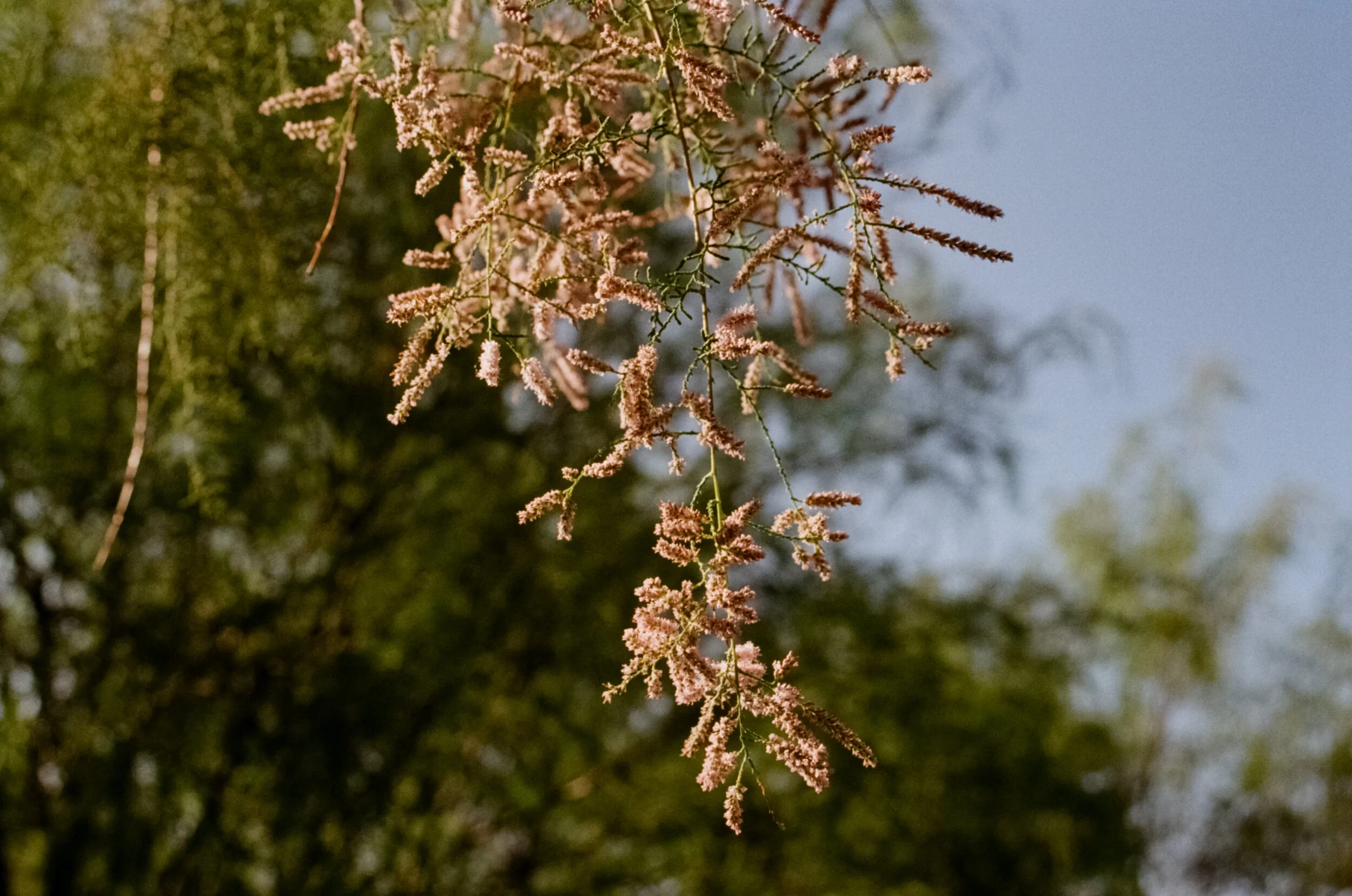Uco Valley, Argentina 