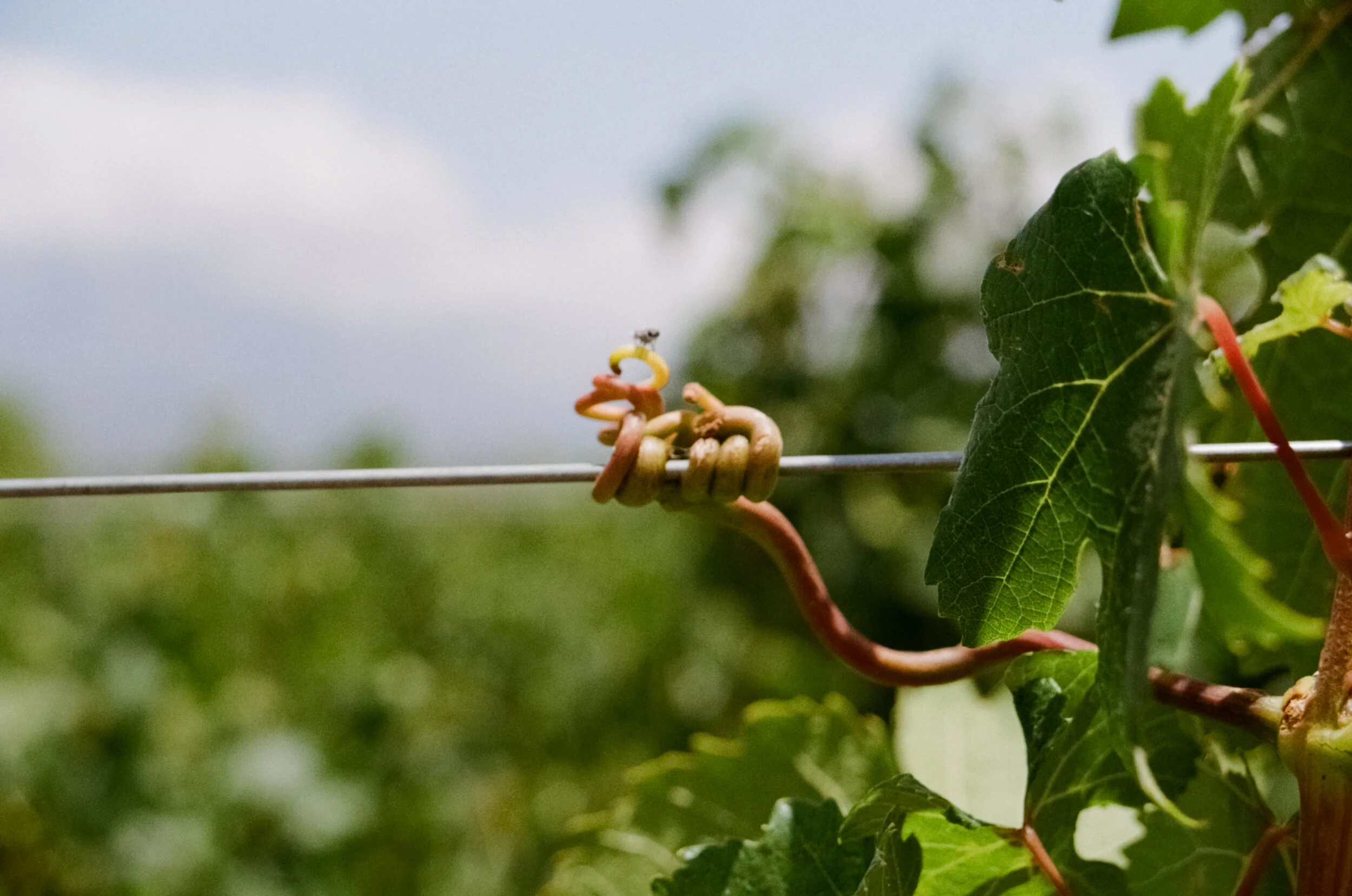 Uco Valley, Argentina 
