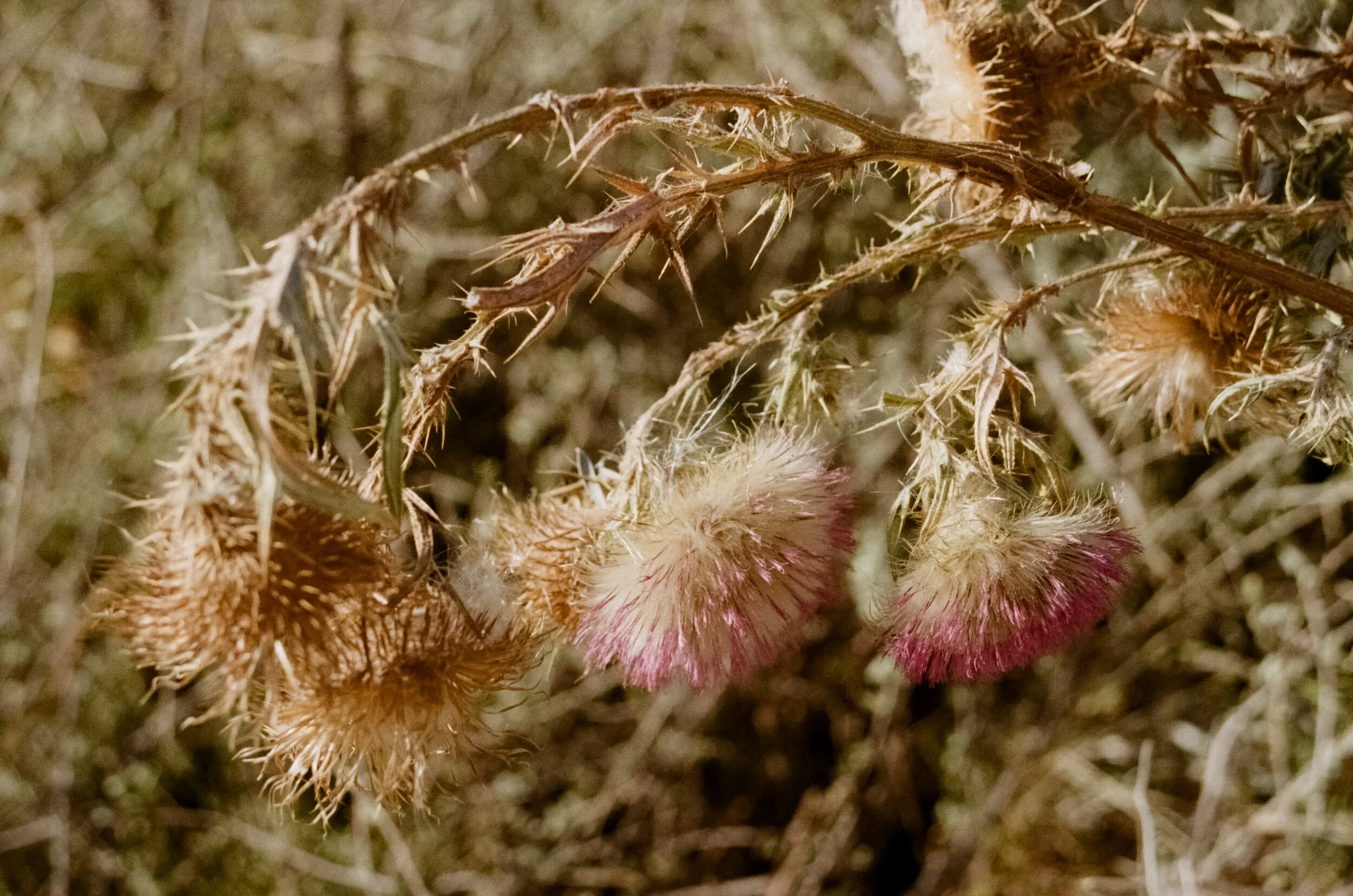 Uco Valley, Argentina 