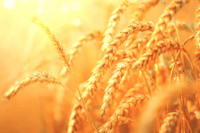 Wheat_photo-cred-adobe-stock_E1.jpg