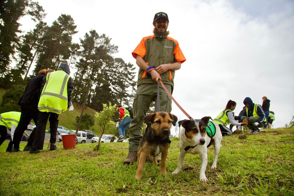 Planting day Aotea predator dogs.jpeg