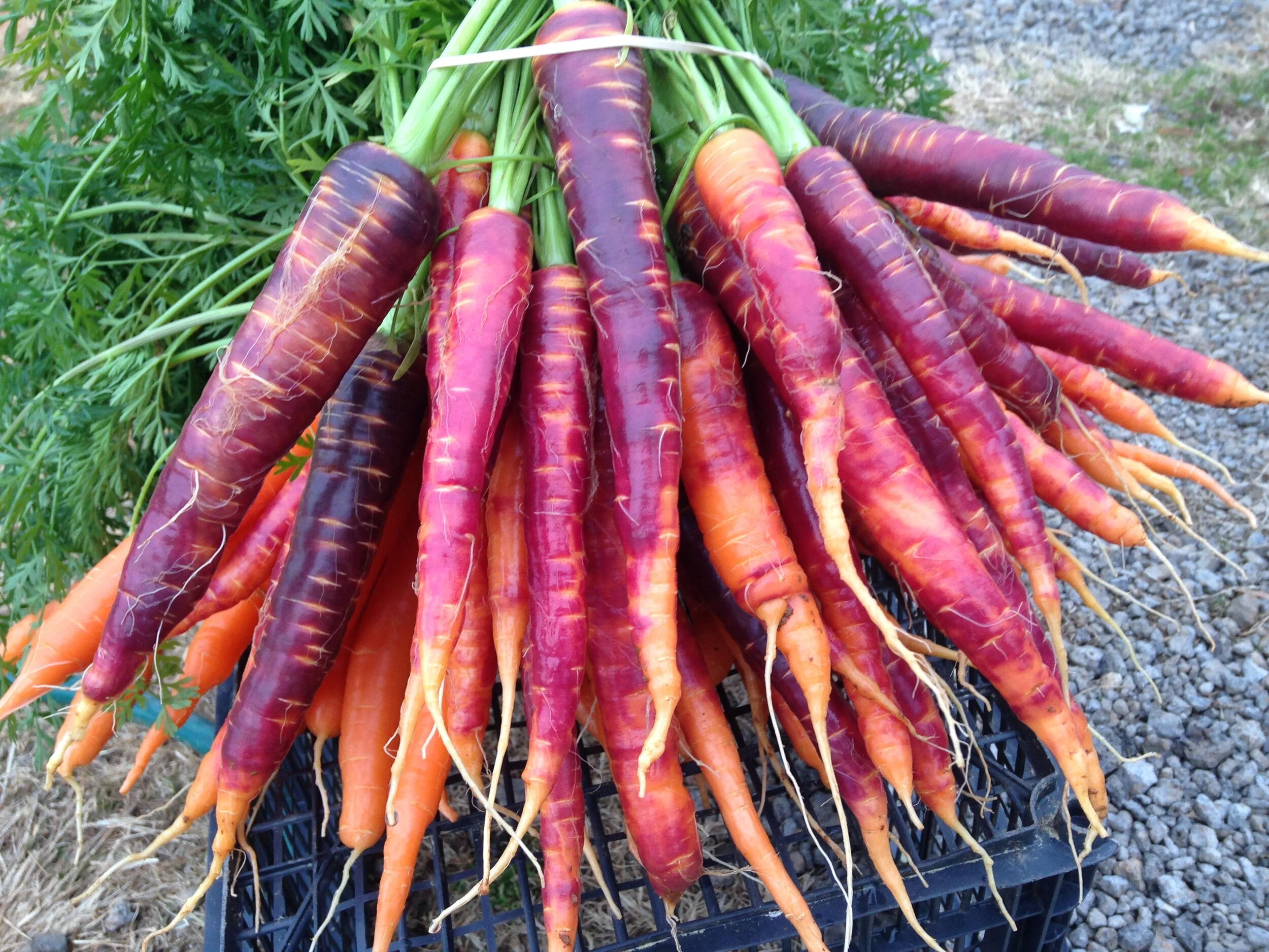 purple carrots.JPG