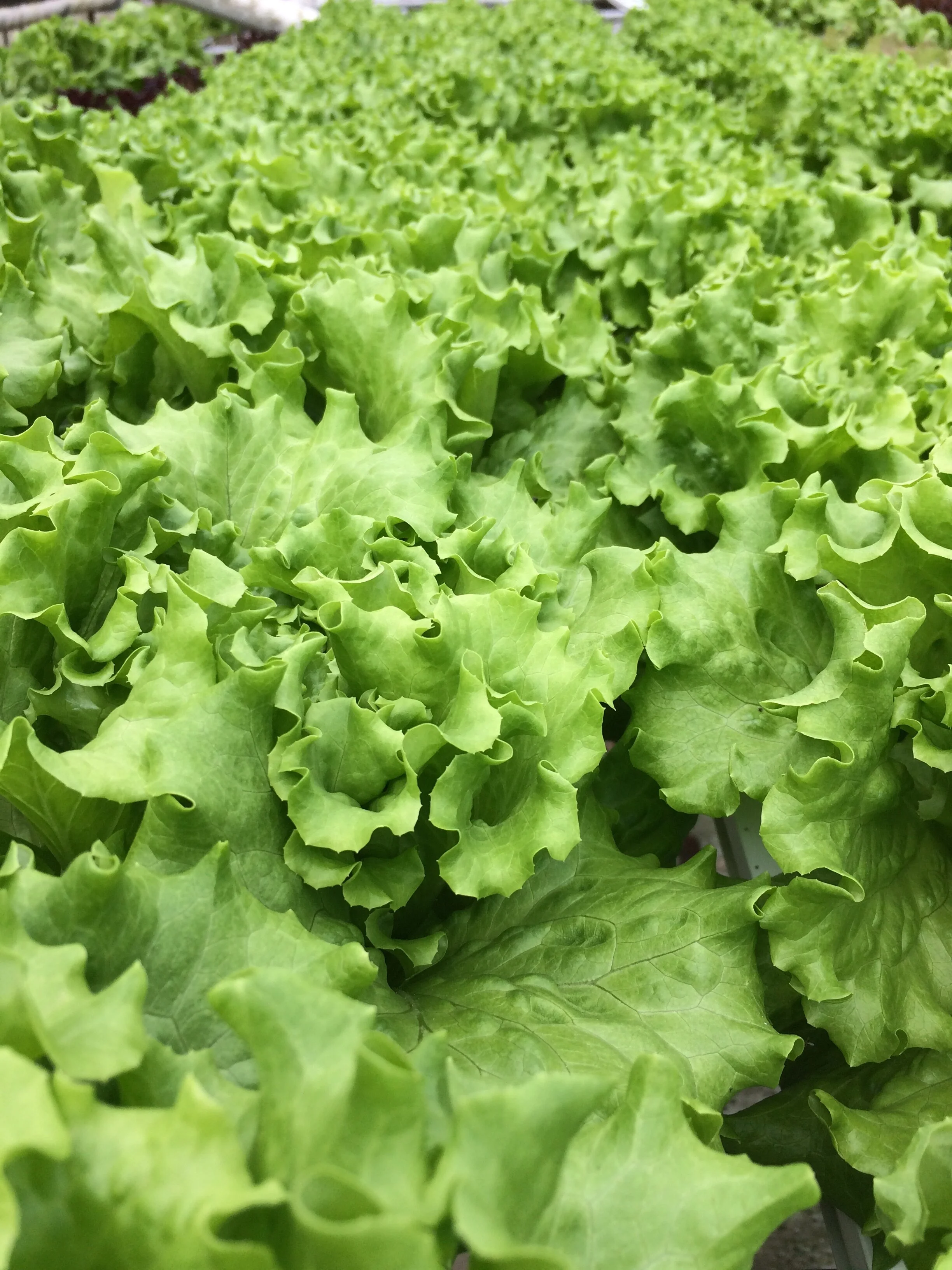 green leaf muir.JPG