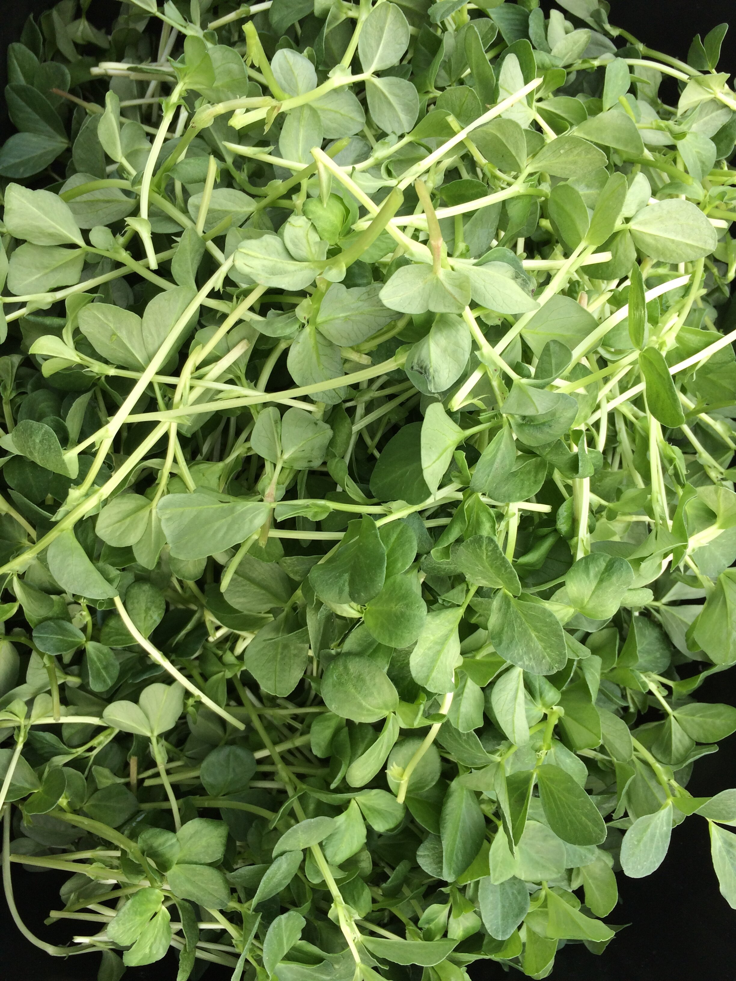 pea shoots (2).JPG