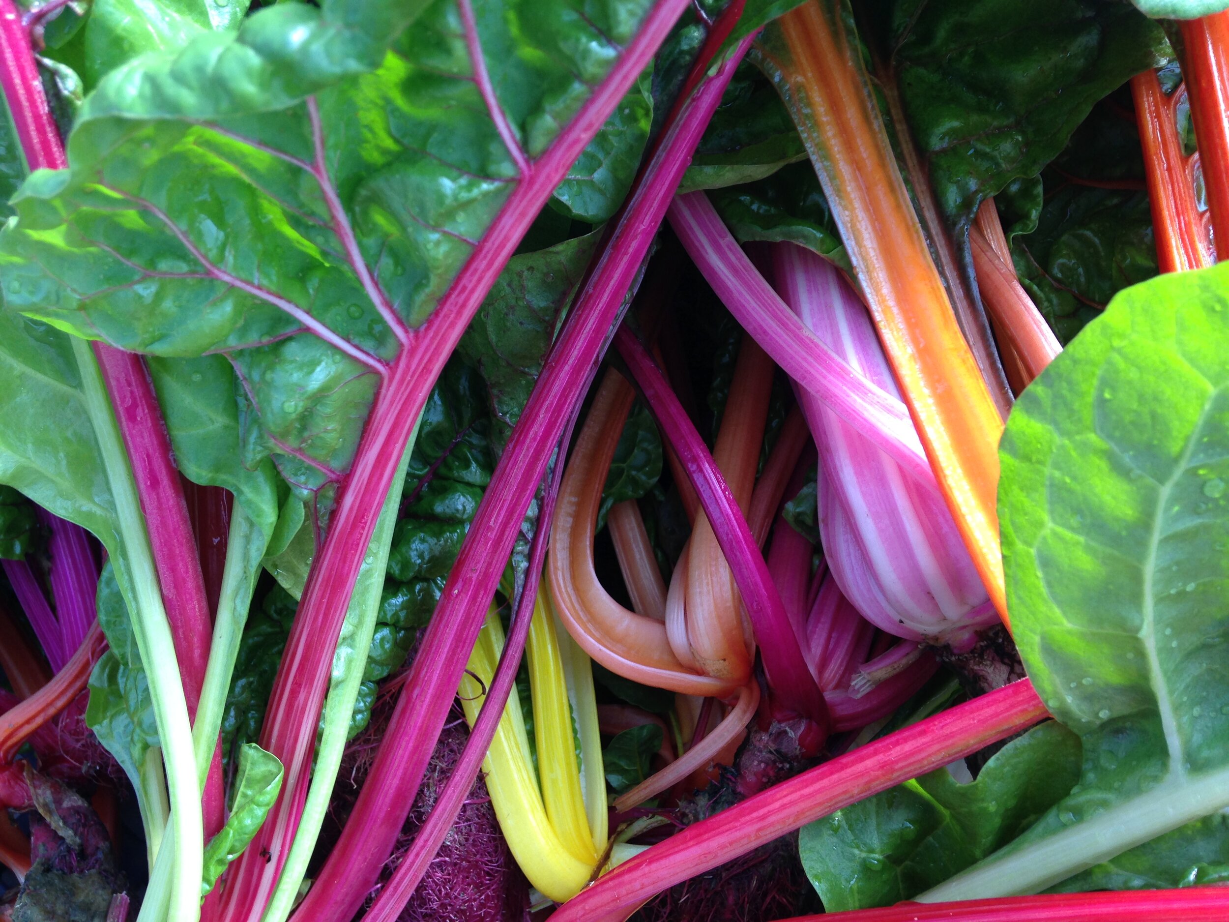 chard close up.JPG