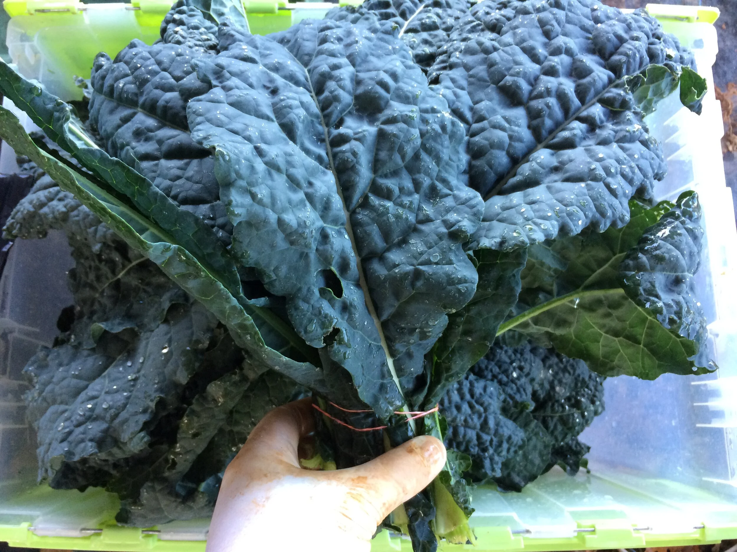 dino kale (2).JPG