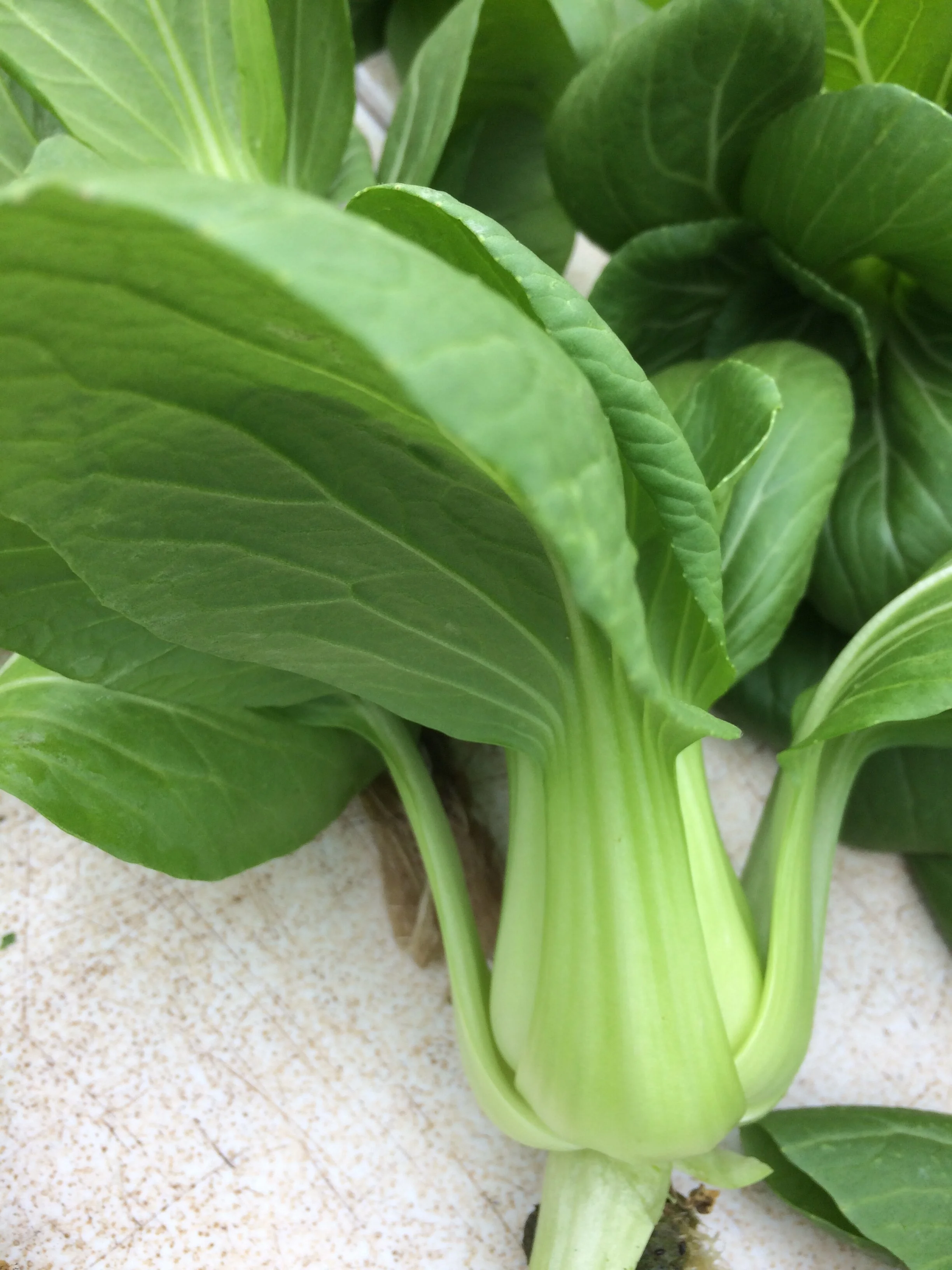 pac choi (2).JPG