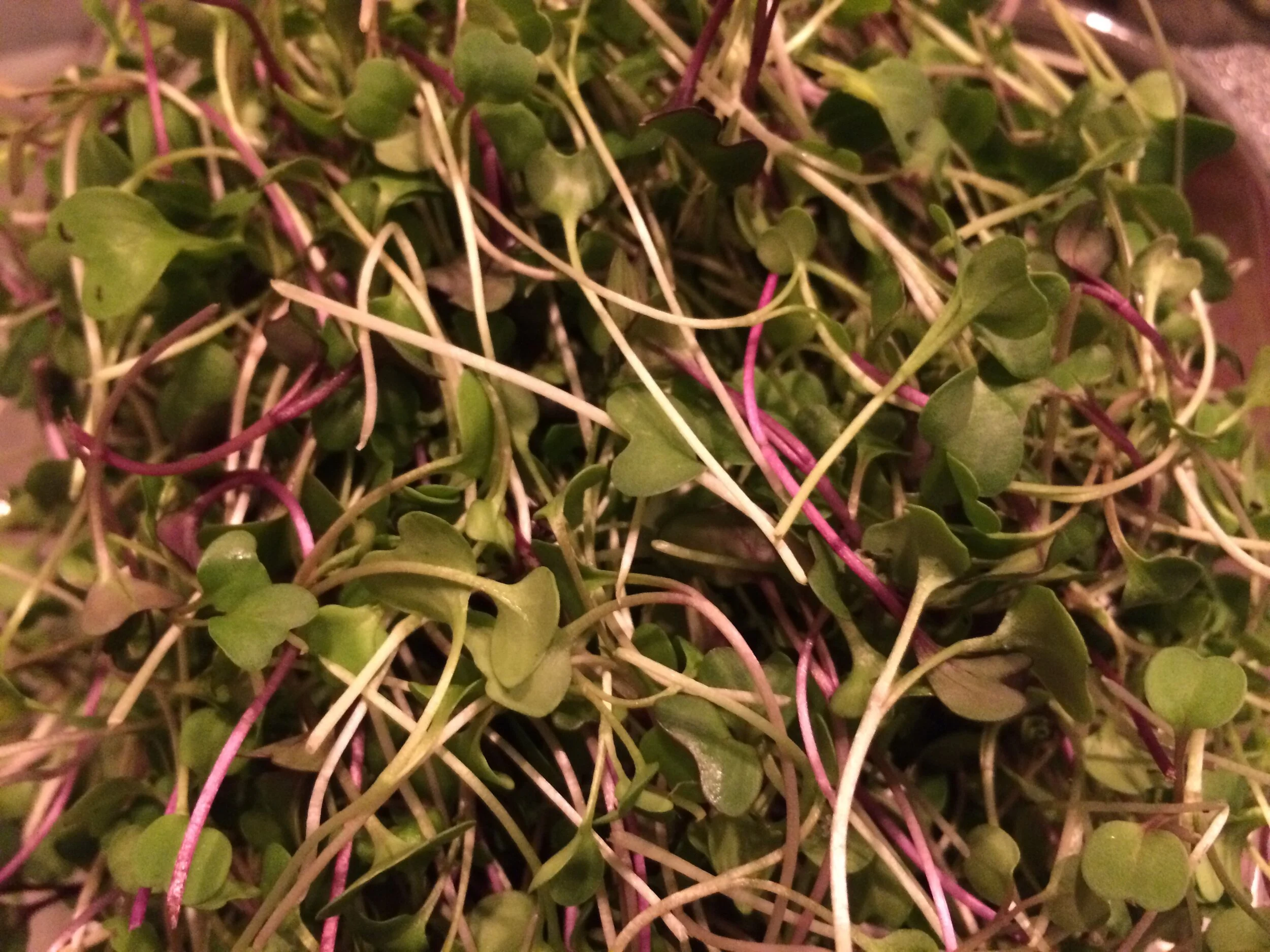 radish microgreen.JPG
