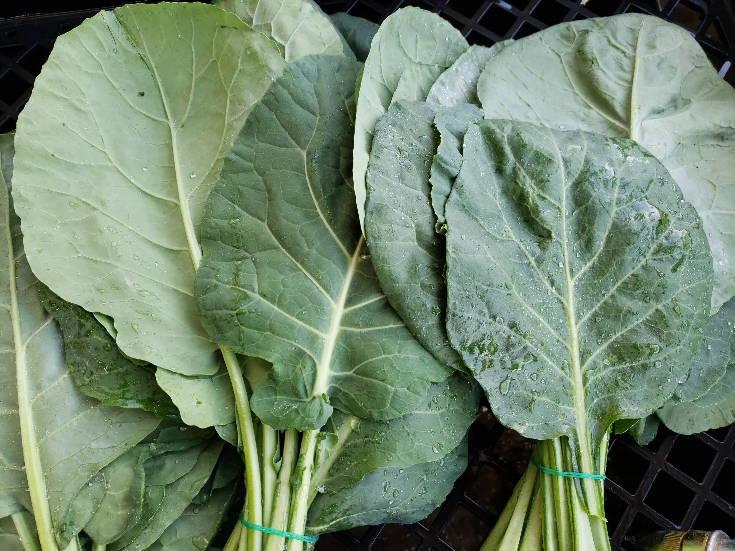 collards.jpg
