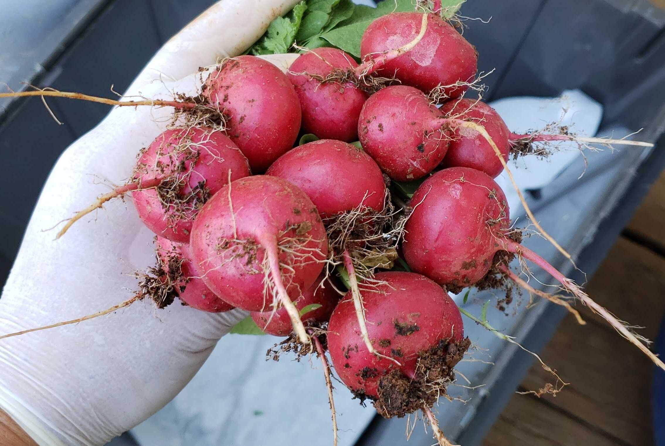 dirty radish.jpg