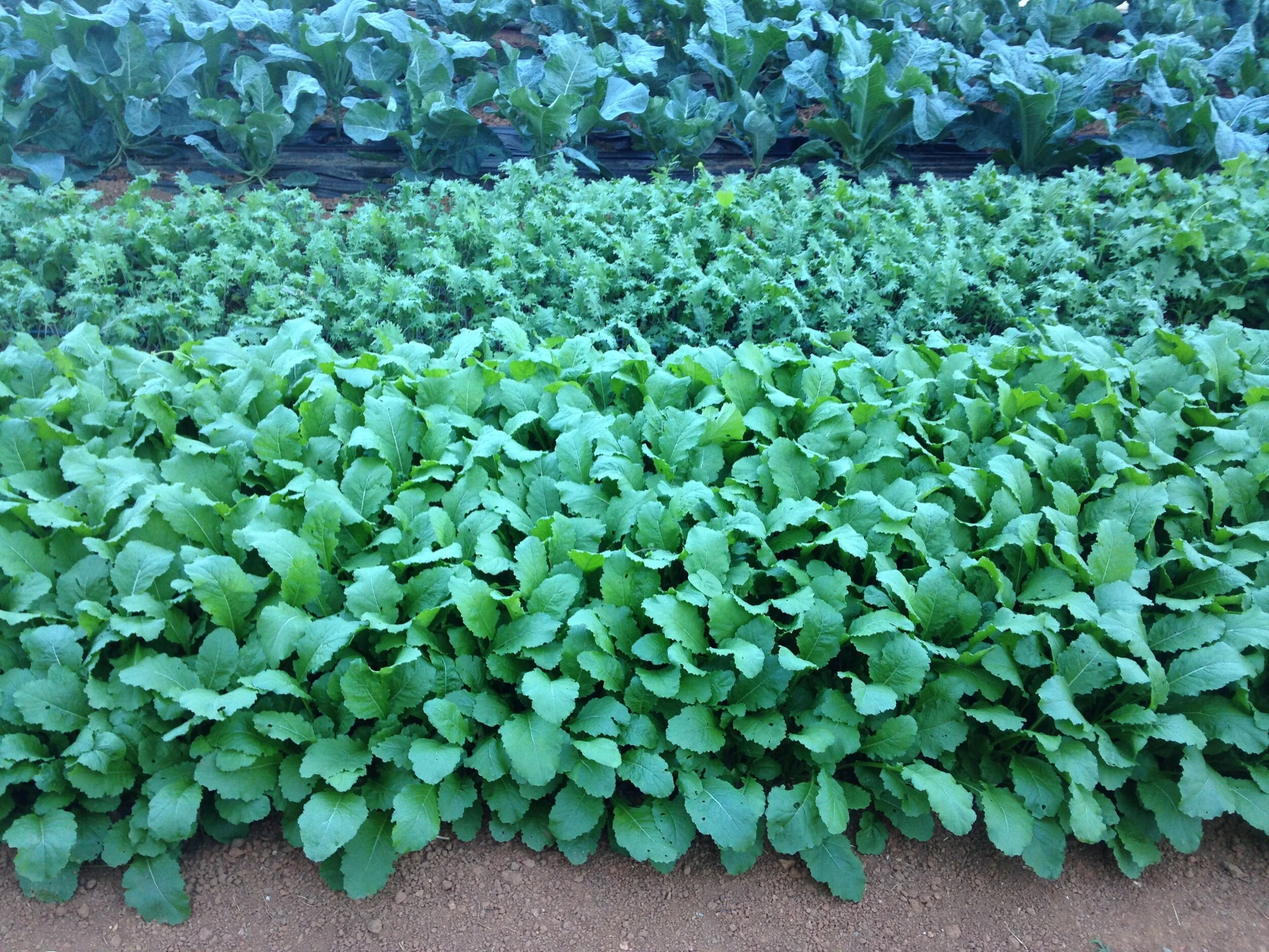  See, we are not just hydroponic growers.  Some beautiful greens grown in the dirt covered by a high tunnel which helps keep them clean 