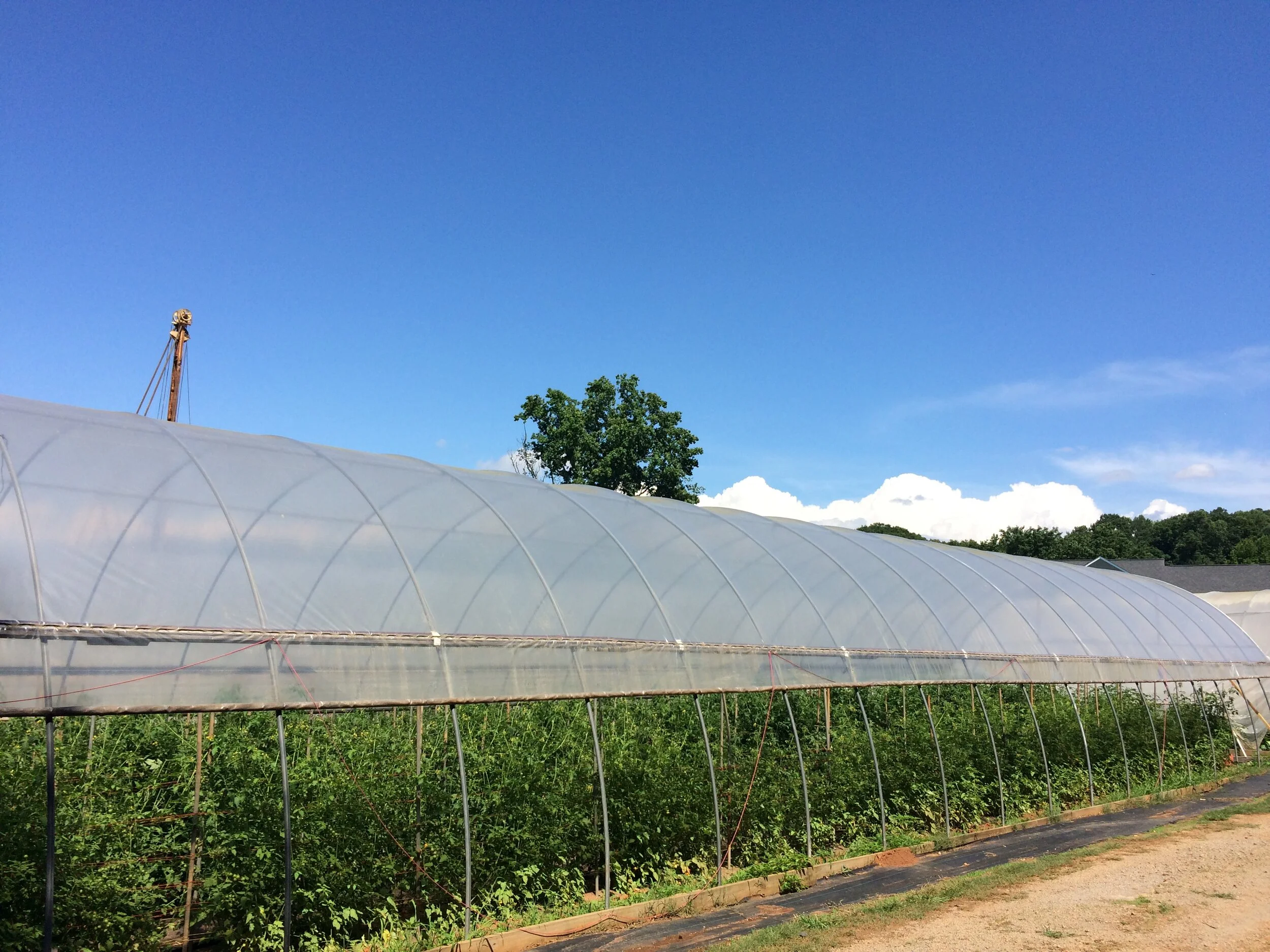  A house full of tomato plants.  You can see the top of the well drillers machine to the left 