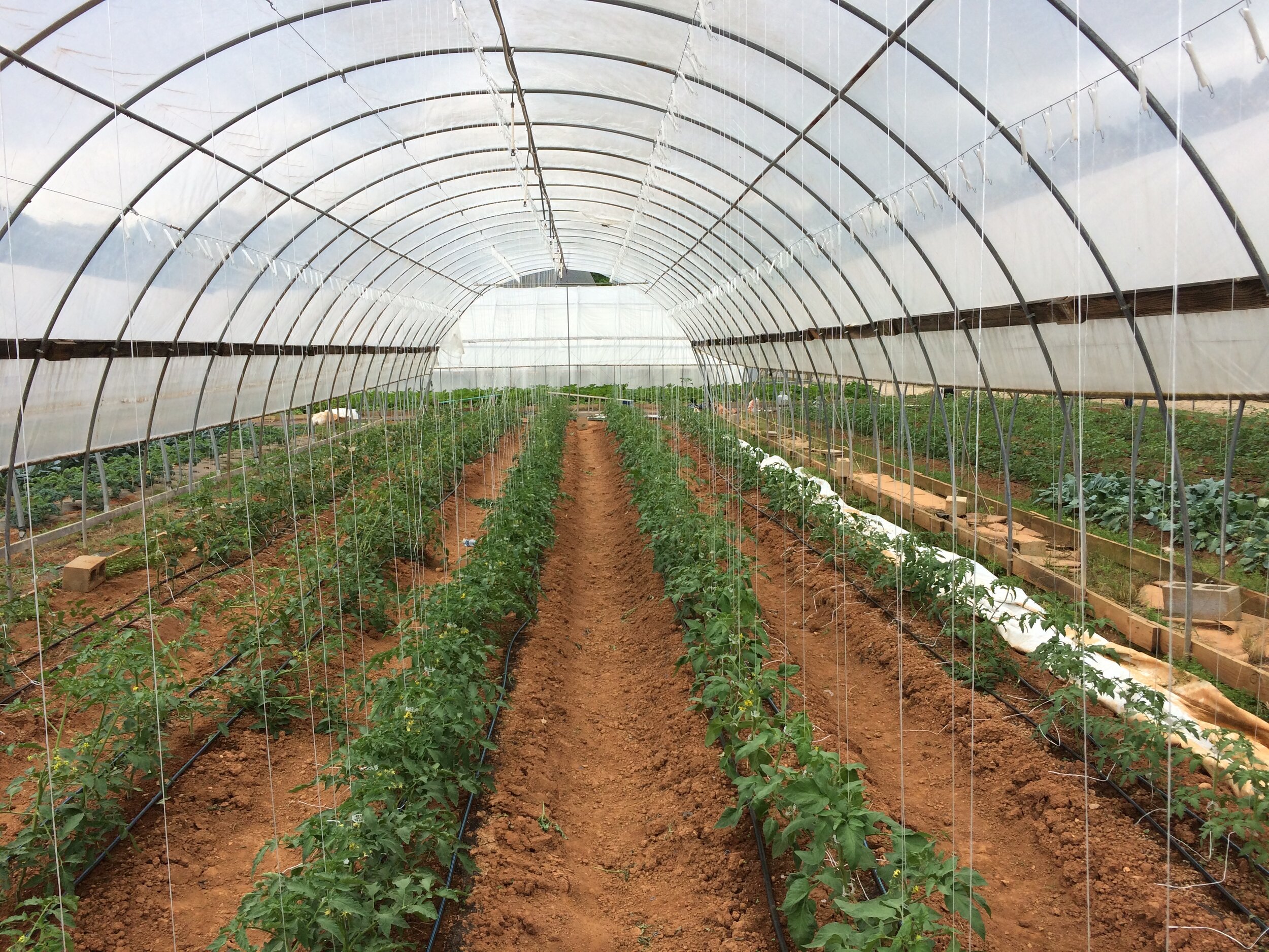  This was the first crop of toms we trained with strings.  It was a lot of labor but they put off some nice maters 