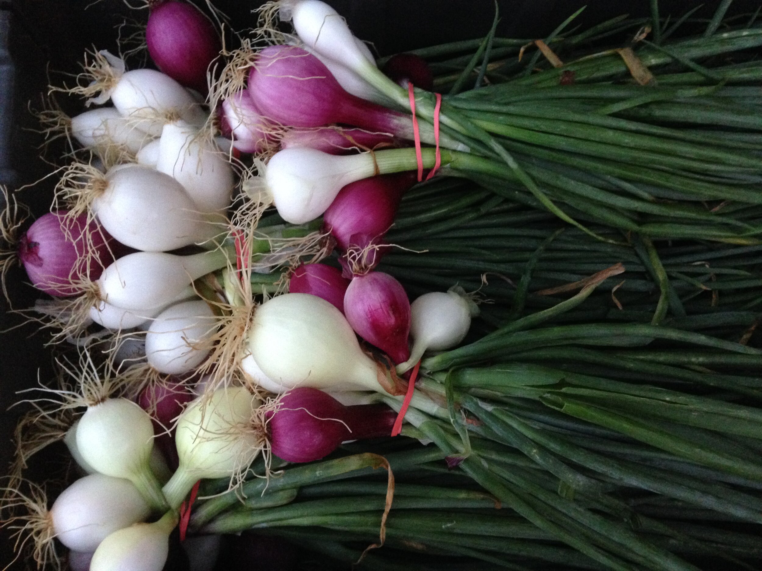  Fresh spring onions.  They are beautiful but what a pain in the ass to wash 
