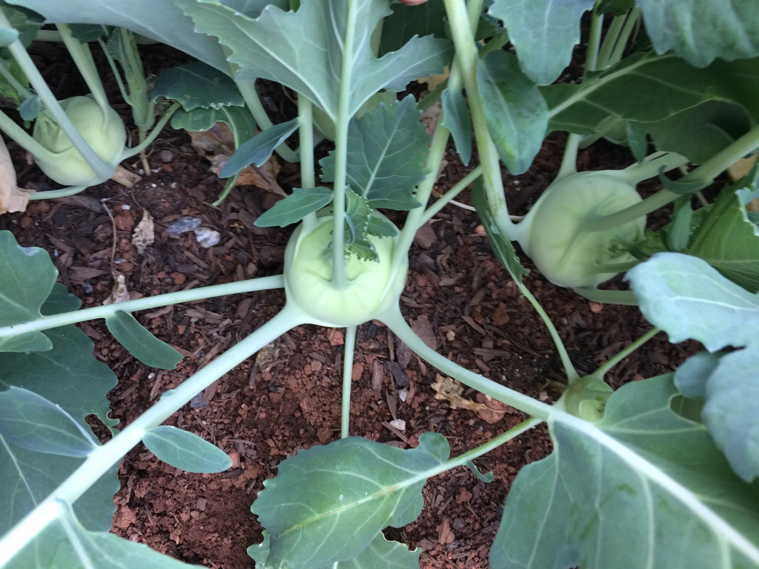 kholrabi in groung.JPG