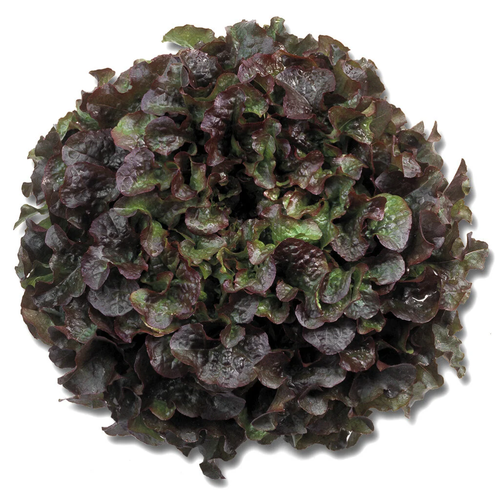 Bughatti-1022x1024.jpg
