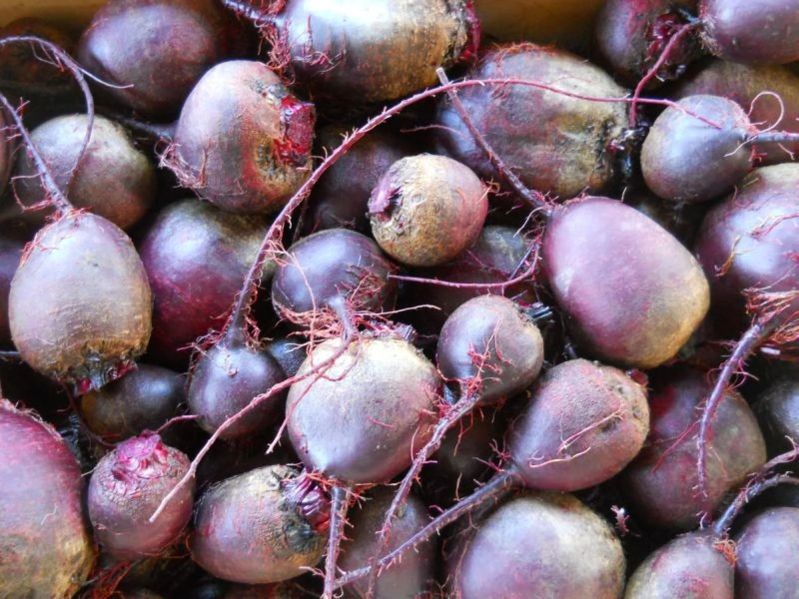 babybeets800.jpg