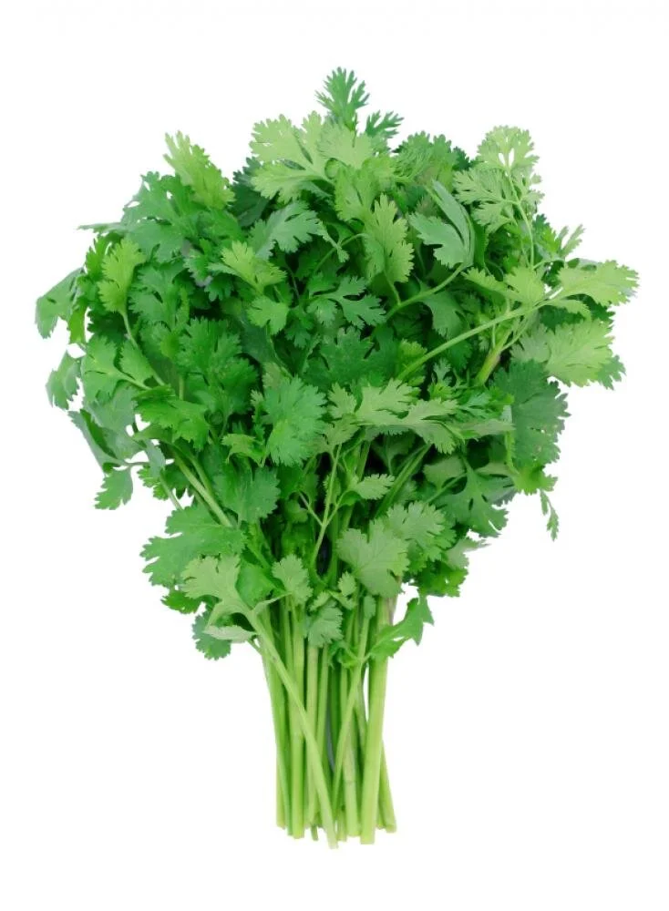 cilantro.jpg