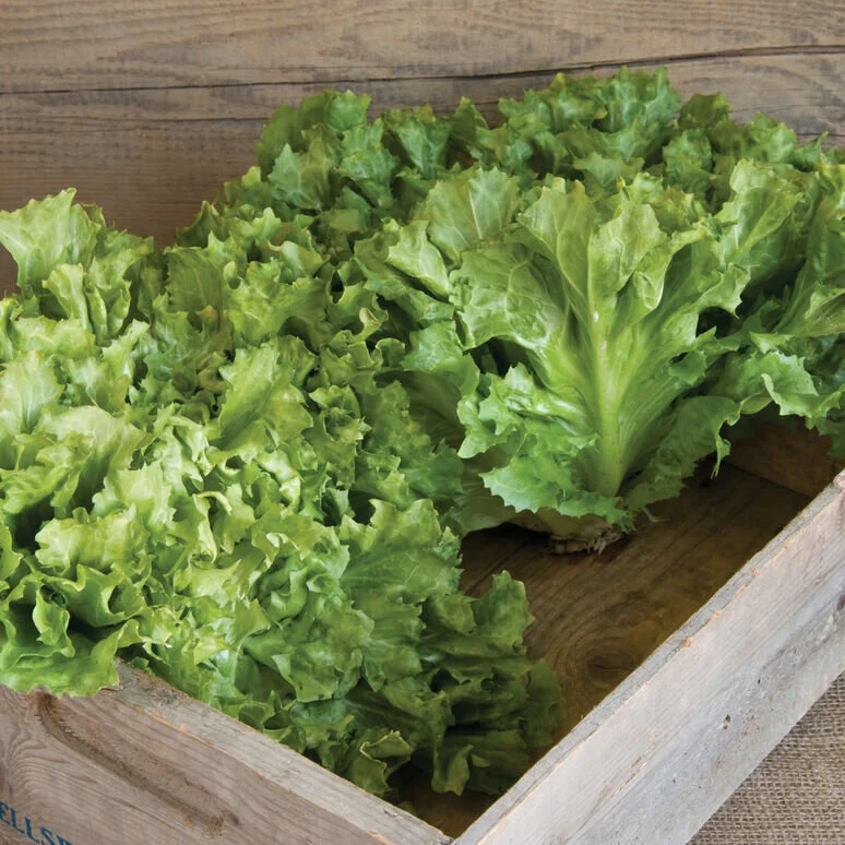 escarole.jpg