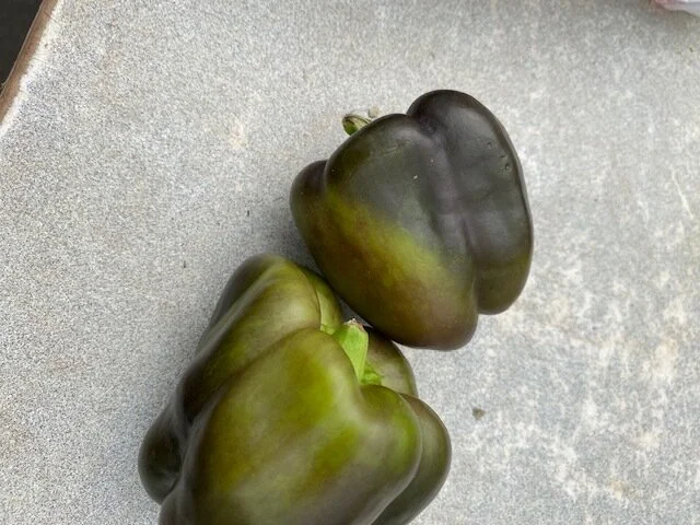purple pepper.jpg