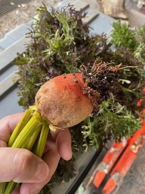 beet.jpg