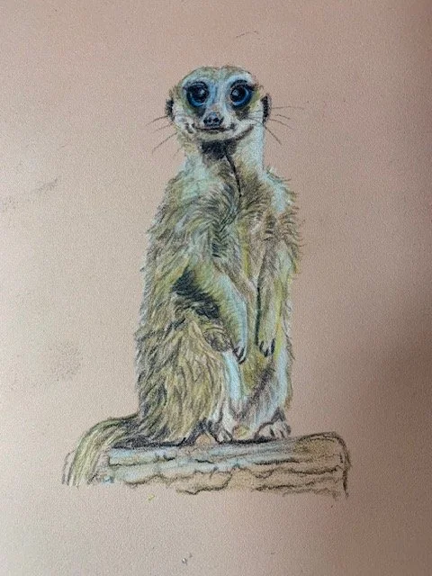 Meerkat
