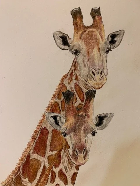 Giraffes