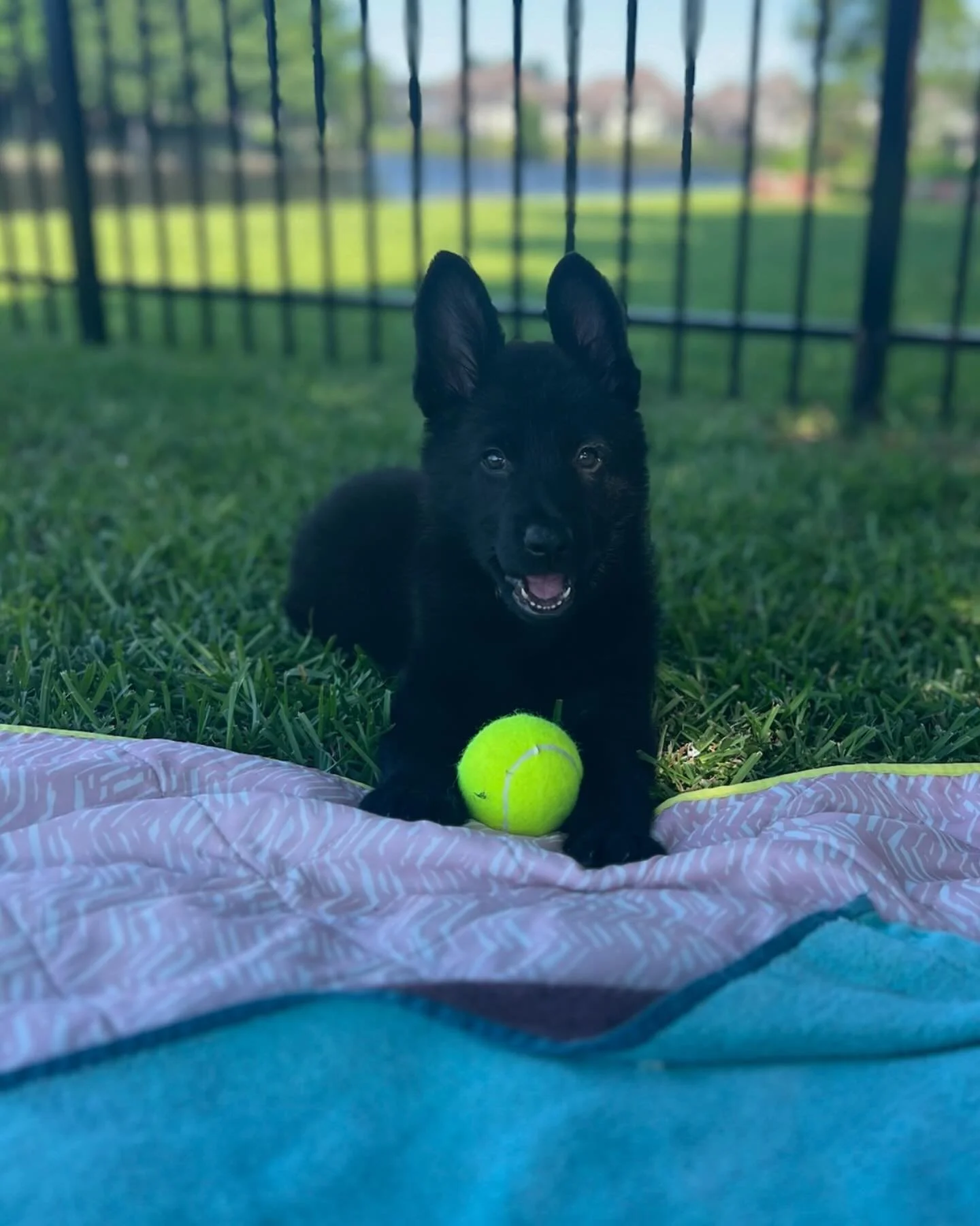 Say hello to the newest member of our family, Magic! 🐾 This German shepherd isn&rsquo;t just a puppy; she&rsquo;s a burst of energy and inspiration around here, bringing smiles and a whole lot of fun to our days. From her enthusiastic greetings to h