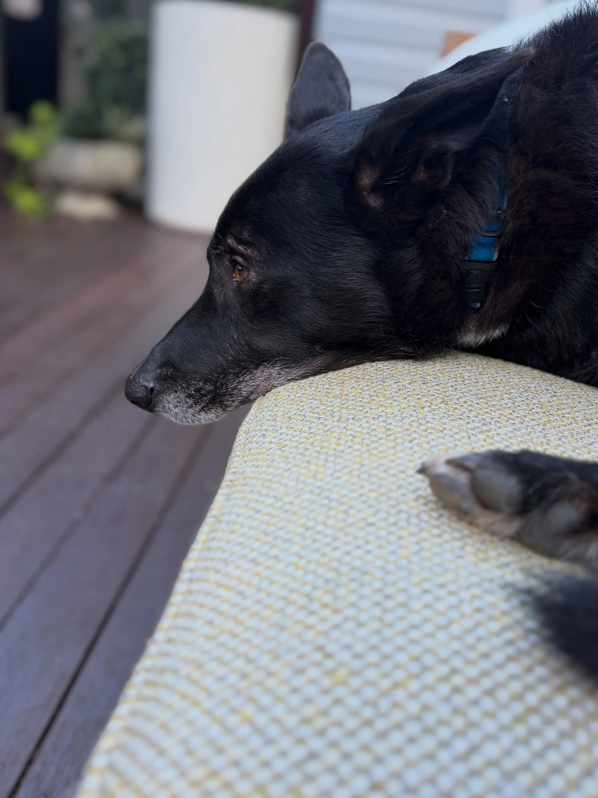 If there&rsquo;s one opinion that really matters around here (other than Graham&rsquo;s), it&rsquo;s Bernie&rsquo;s. The new outdoor sofa upholstery has officially passed inspection.

He&rsquo;s still keeping a close eye on everything happening in th