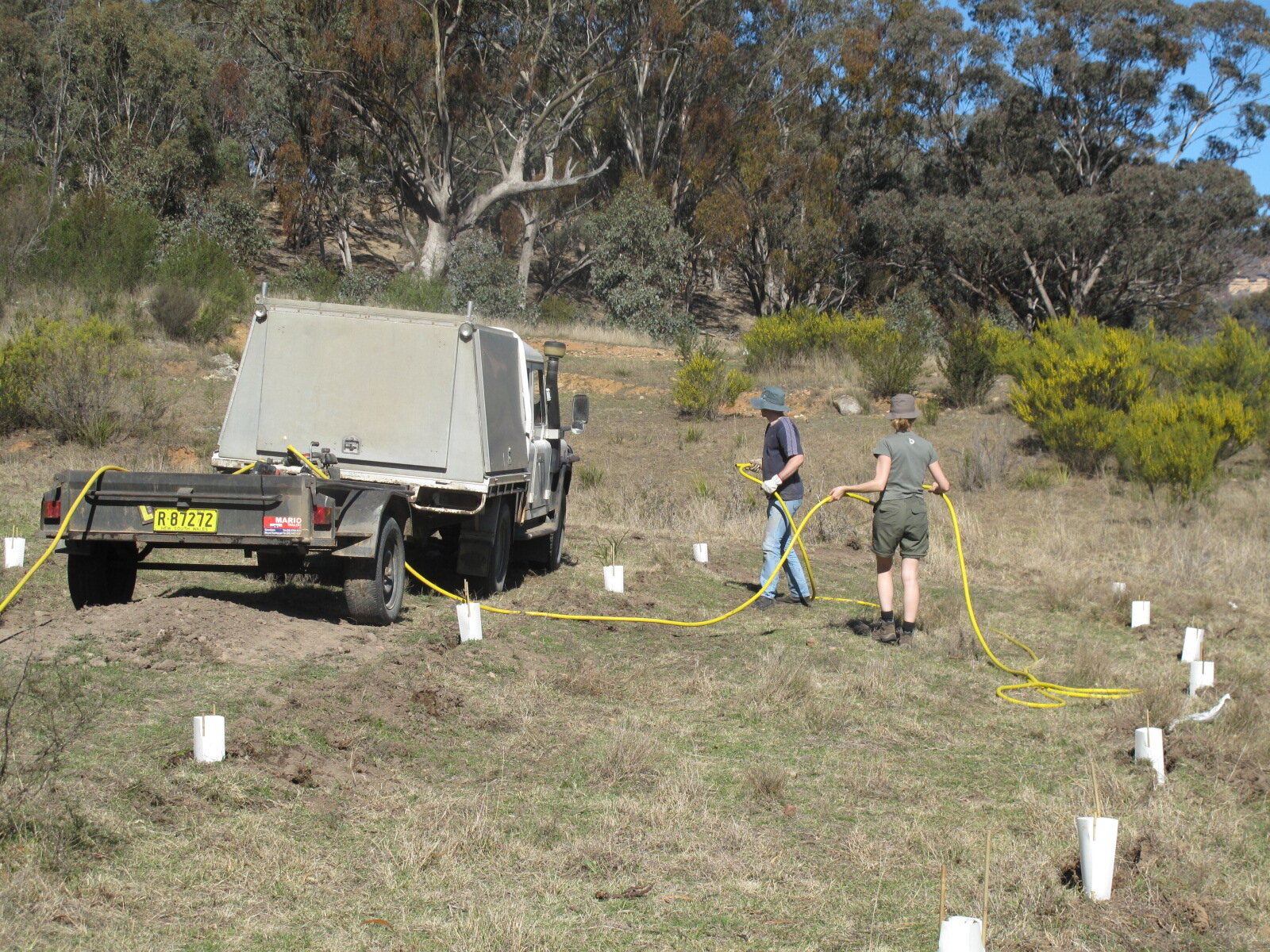 Tree planting to re-establish native bushland.jpeg